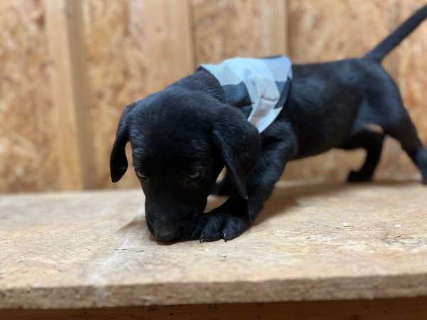 Puppies labs63673439394691122