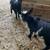 Silky goats female 2 thumbnail