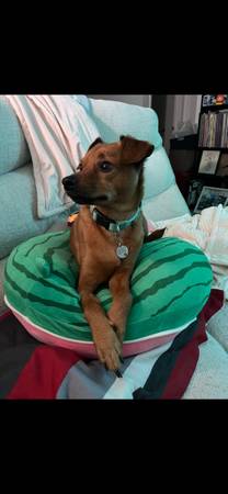 Lost Dog -6/17 1