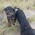 Rehoming Rottweiler 8 thumbnail