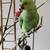 For Adoption: Indian Ringneck Parrot with cage toys food supplies 1 thumbnail