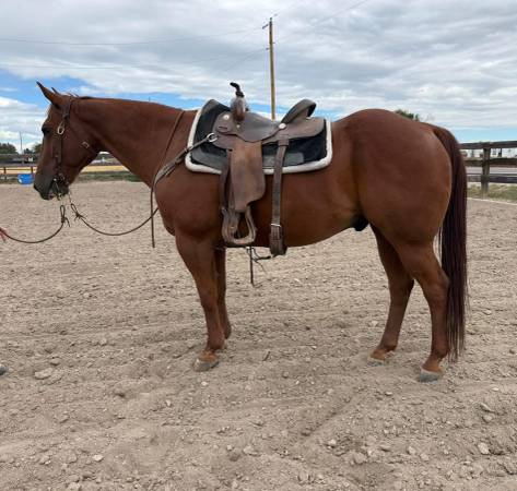 Quarter Horse Gelding 1