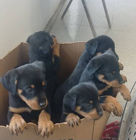Rottweiler pups 1