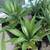 Large Aloe Succulents - drought tolerant - 10 for $50 3 thumbnail