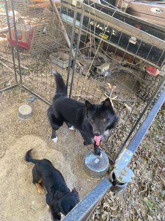Rehoming dog (Efland)64145656933635122
