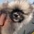 Pomerania 3 thumbnail