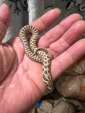 Baby Hognose snakes for rehoming (El Dorado Hills)63679272546691121