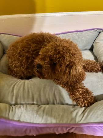 Poodle Toy Hembra (Ginebra)63664482176385124