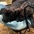 cane corso puppys dog 9 thumbnail