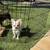 Teacup chihuahua 3 thumbnail