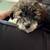 Schnoodle pups 6 thumbnail