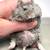 Curly haired dwarf hamsters 8 thumbnail