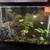 45 gallon fish tank with all supplies 1 thumbnail