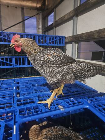 Broilers old hens an more 1