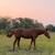 *SOLD* Beginner Friendly Mare 3 thumbnail