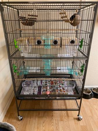 Tiny Flock of Society Finches (lower pac hts)63862000232961122