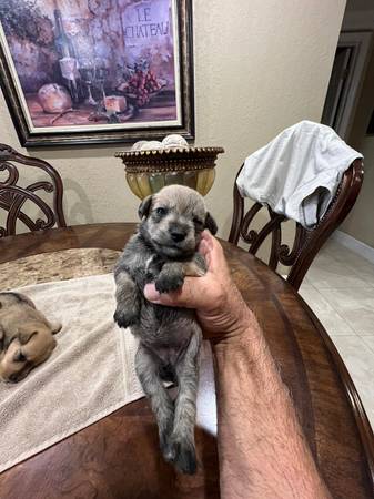 mini schnauzer yorkie mix63685532979587124