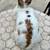 Netherland Dwarf bunny mix Jersey Woolly doe 3 months old 8 thumbnail