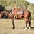 Chasing Daydreams, AQHA/APHA gentle & easy young trail gelding 6 thumbnail