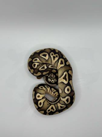 Mojave ball python 1