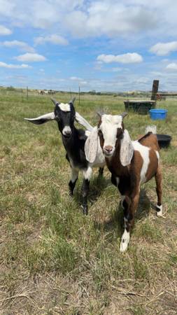 Free Wethers!! 1