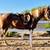 Mares for Sale or Lease on private small facility 6 thumbnail