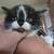 Ragdoll mix kitties 17 thumbnail