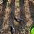 Chicks 3 thumbnail