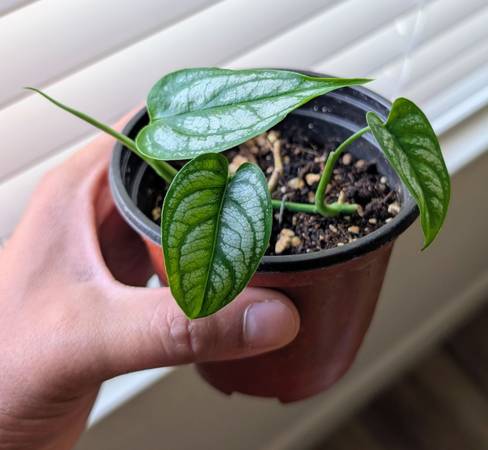 Rare Monstera Siltepecana 'El Salvador' 1