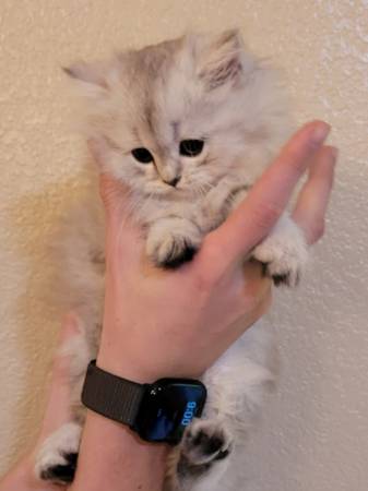 Scottish fold/straight kittens 1