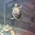 Small aquatic turtle & pacman frog 1 thumbnail