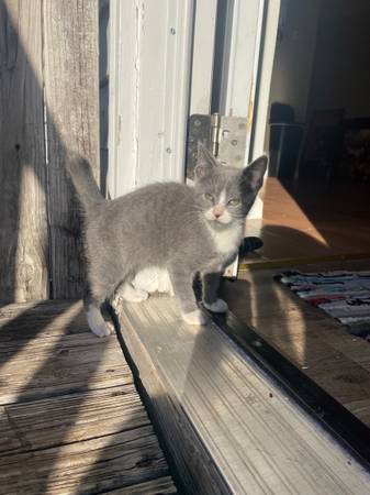 Kitten needing a home 1