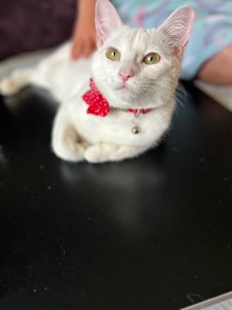 $50 rehoming- beautiful cat! Please we really need help!63920763465347124