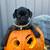 Brindle pug puppies 4 thumbnail