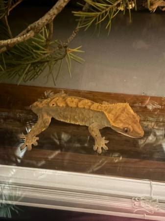 Gecko crestado (Janesville)63744179983233121