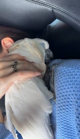 Cockatoo umbrella (Orland Park)63961118441987120