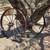Amazing wagon wheels 1 thumbnail