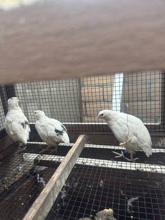 3 Jumbo Quails & Cage 1