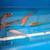 Medium domestic butterfly fin koi 1 thumbnail