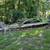 Junk removal and dumpster/dump trailer rental 3 thumbnail