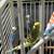 Parakeets with Large Cage 3 thumbnail