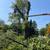 tree cutting-landscaping 1 thumbnail