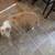 Rehoming American bullies 3 thumbnail