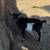 DWARF GOATS 8 thumbnail