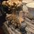 Circa 1760 Italian  gold leaf carved candlestick lamp 5 thumbnail