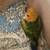 Sun conure 2 thumbnail