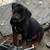 Puppy 8 weeks old mini Doberman 2 thumbnail