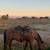 Mustang gelding 3 thumbnail