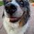 Looking for a loving and experienced home for our standard Aussie 4 thumbnail