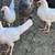 Leghorn Pullets 2 and a half months to 3 months old Chickens. Vaccinated for Mar 4 thumbnail